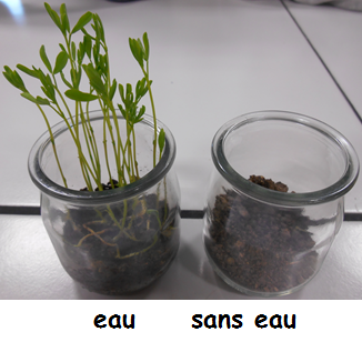 Conditions de germination des graines. – Collège Jean Rostand